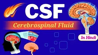 Cerebrospinal fluid in Hindi (CSF) | Functions | Production | CSF Circulation 