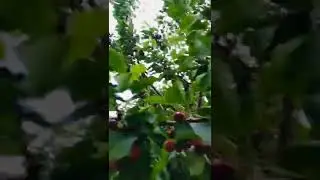 Chitrali Cherry 🍒, Pakistan 🇵🇰