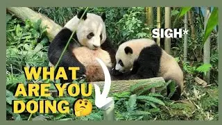 DOES BABY PANDA LELE DID SOMETHING WRONG AGAIN? #giantpanda #babypandalele