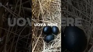 uova nere? Esistono? Quale razza di galline fa le uova nere