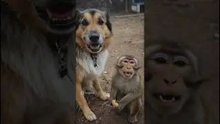 Imotional dog video 🐕🐕🐕🐕#shorts #viral #tranding #funny #dog #monkey #petlover #cat #sadvideo #pet