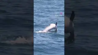 #dolphin #dolphindance #dolphinemulator #dolphinreef #dolphinproject #dolphinsnews #dolphinswim 🐋🐬