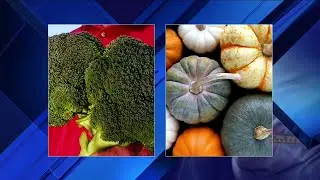 Non-meat protein diet