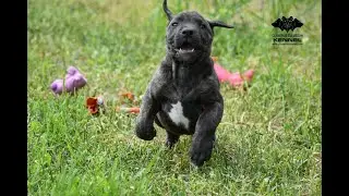 H litter Cerberus Illusion - Cimarron Uruguayo puppies with lawnmowers
