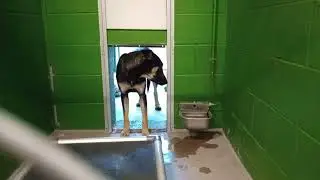Day 4y Pet Id 950496 kennel 6b HSSAZ shelter 20260130 165213342