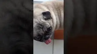 TikTok trend alert ‼️ pet voiceover #youtubeshorts #ybshorts #petlovers #pets