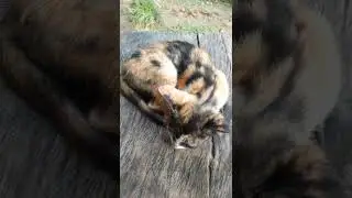#Lazy cat 😻 #Khmeranimalsandplants #Khmercats