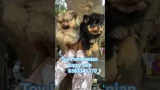 toy Pomeranian puppy sale in Nagercoil/kanyakumari/tiruvandrum/marthandam/Kovilpatti#toypomeranian