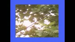 experiment