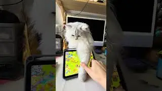 Flach عم يلعب معي 😅 #rahafil #cat #catlover