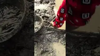 Village people catching fish with bare hands from the mud &mdash; unbelievable village skills! 😱🐟