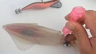 💚Como hacer IKEJIME en calamares.