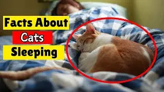 5 Fascinating Facts About Cat SLEEPING Patterns You Need to Know