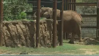 Zoo Atlanta opens new African Savanna exhibit