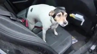 Two Adjustable Pet Seat Belt Leashes