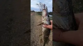 #Pike #fishing with #spinning and #yellow #spoon #sea #lake #georgia #shorts