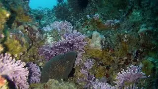 Farnsworth Bank dive