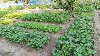 กวางตุงพันธุ์ไหนน่าปลูก พันธ์ไหนนิยมปลูกขาย🥬🌱  #กวางตุงเขียว