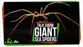 Гигантские морские пауки Антарктики | Ток-шоу SciShow
