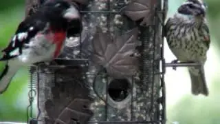 Rose Breasted Grossbeak