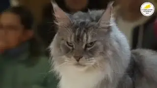 Selection : Meilleur Femelle Maine Coon de France 2025 (Salon D&rsquo;agriculture) #mainecoon 