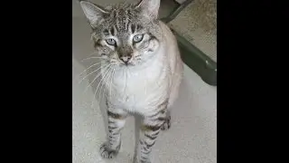 Cat Cam - Rescue Pets of EARS Animal Rescue