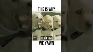This Is Why  We Yawn  #learnsomethingnew  #shorts #didyouknow #viralshorts #thisiswhy