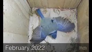 DIY BLUE TIT NEST BOX | Part 2: Blue tit tenants like what they see