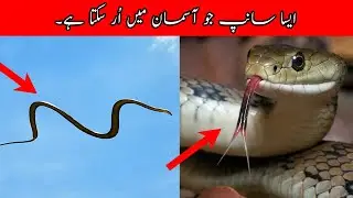 Top 10 Incredible Facts About Snakes | Top Facts Tv