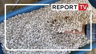Fasulja e re e Kor&ccedil;&euml;s del n&euml; treg me dyfishin e &ccedil;mimit! Fermer&euml;t: Kushtet jo t&euml; favorshme