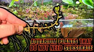 Aquarium Plants That DO NOT NEED Substrate: Substrate Free - Planted Tank Guide
