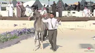 N 309 ROMEO STAR   Red Sea International Arabian Horse Show 2025   Colts 3 Years Old Class 9
