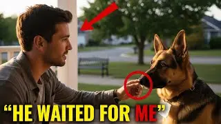 Stray Pup Shows Up With a Note on Its Collar &mdash; The Message Shocks Everyone