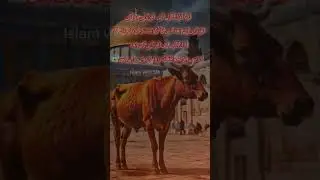 red heifer #redheiferprophecy#thirdtemple #foryou #shortsfeed #hamasvsisrael #shorts