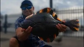 Fishing For STARRY FLOUNDER. How To Catch Starry Flounder at a Marina