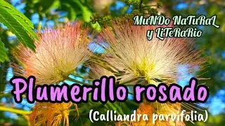 Plumerillo rosado (Calliandra parvifolia) #especies #nativas #arbusto #america
