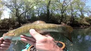 Kayak Fishing Collins River For Smallmouth Bass