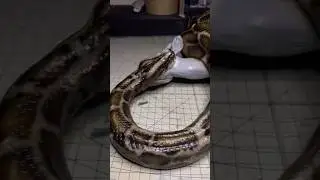 Burmese python eating Muntijac deer เทียบสเกลใกล้เคียง 1:4 #tataseirra  45cm #ballpython