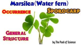 B.Sc,ADP,B.S BotanyA|Marsilea(Occurrence, general structure, SPOROCARP) by The Pool of Science