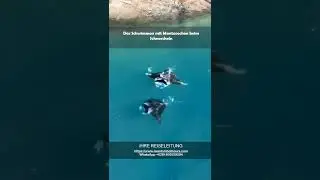 Schwimmen mit Mantarochen #shorts