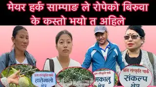 मेयर हर्क साम्पाङ ले रोपेको बिरुवा के कस्तो भयो त अहिले