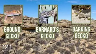 Barking Gecko, Common Ground Gecko & Barnard's Gecko | Herping South Africa