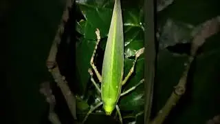 Bush crickets , katydids , grasshoppers , Ensifera , Tettigonioidea