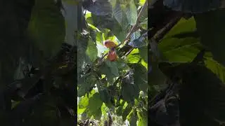 Cocoa Plant and Buds on Amazon Spheres Seattle #HQ1 #amazon #seattle