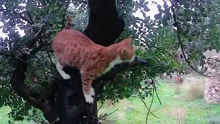 Rain Stopped Play | A Quick Saturday Walk with Harry the Blind Cat ☔🐾