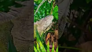 #HELLO #IGUANA #WORLD #WOODS #FARM #GARDEN #JUSTDOIT #MAGIC #ANIMALS #TIME #LOVE #LOVERS#FREEDOM #HI