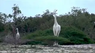Rare white giraffes poached in Kenya