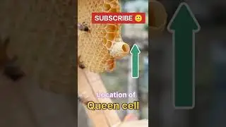 Queen cells are Located at the Bottom of the Hive - #honey #bee #queen #honeybee #hive