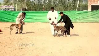 11Nov 2025 round 1 track race (12femaleto&) round Dhurana & Yar Badsha Club Dhori 