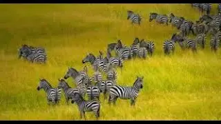 🤯 SO MANY ZEBRA! Athi Pride's Next Meal is HIDING in Plain Sight! (Counting Challenge!)